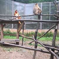 韓國😍愛寶樂園🐒介紹有咩動物睇🐯