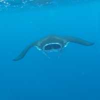 黒島　マンタシュノーケリング