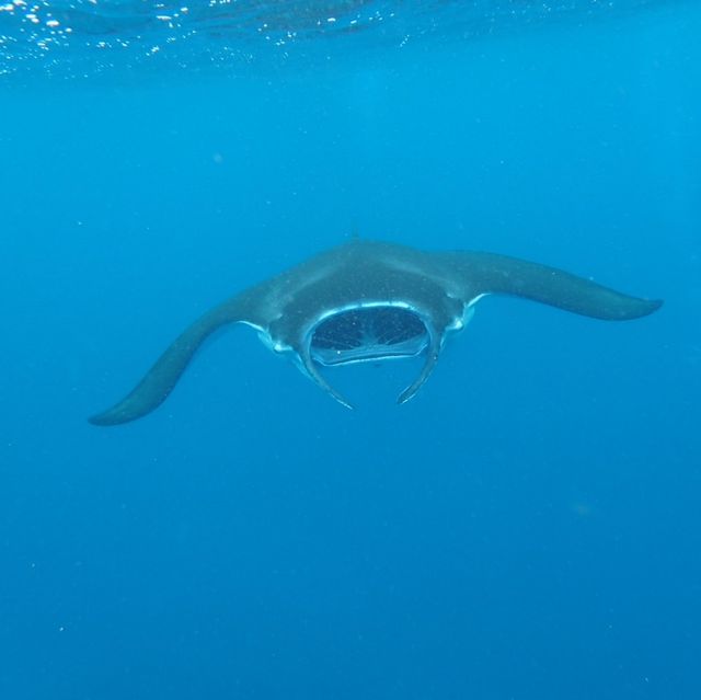 黒島　マンタシュノーケリング