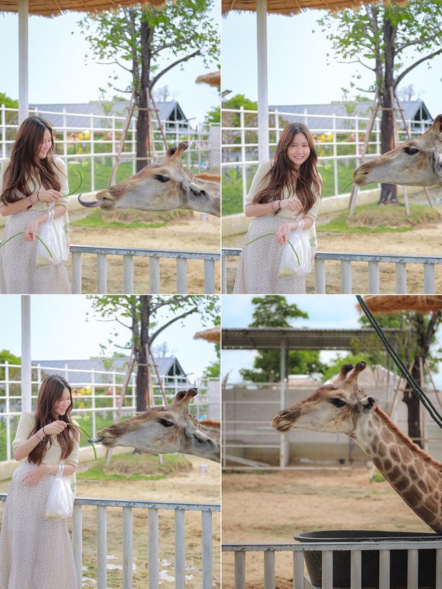 🦒Zucata café | คาเฟ่สวนสัตว์อยุธยา