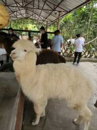 深圳野生動物園：瞬間拉近野生世界與人的距離
