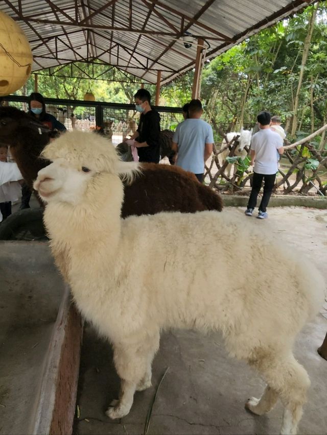 深圳野生動物園：瞬間拉近野生世界與人的距離