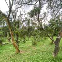 香港🇭🇰 ｜周日行山必選地點之一🌟 - 馬鞍山郊野公園🌲