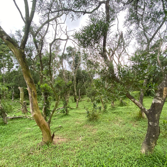 香港🇭🇰 ｜周日行山必選地點之一🌟 - 馬鞍山郊野公園🌲