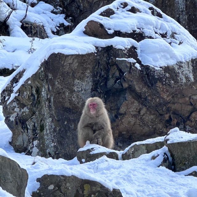 令人難忘且奇特的地獄谷雪猴之旅            