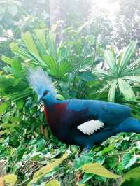 Mandai's Feathered Sanctuary - Bird Paradise