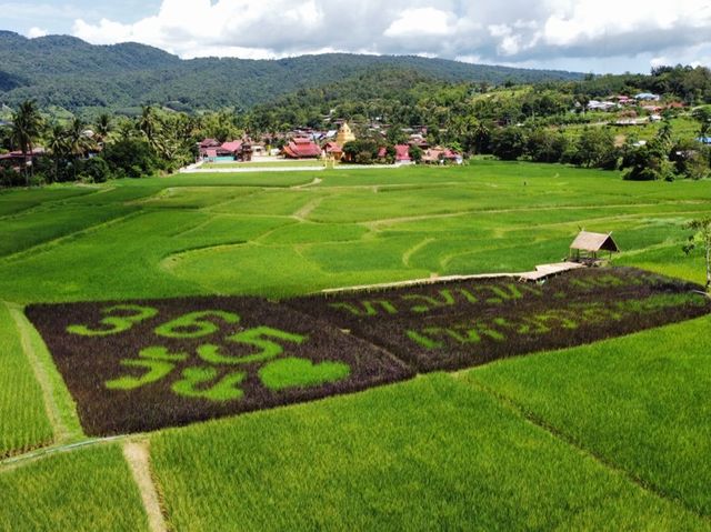 ศิลปะบนทุ่งนาบ้านแสงภา อ.นาแห้ว จ.เลย 🌿