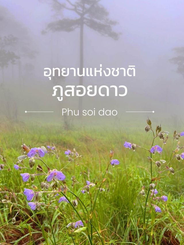 อุทยานแห่งชาติภูสอยดาว | Phu soi dao National Park