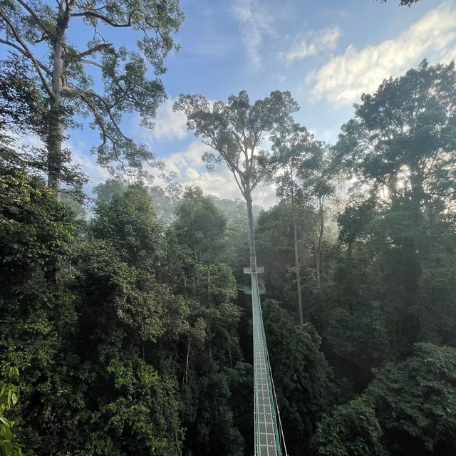 Virgin Forest - Danum Valley