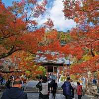 autumn vibes at Shuzenji Temple