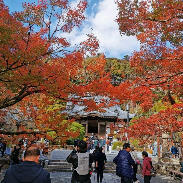 autumn vibes at Shuzenji Temple