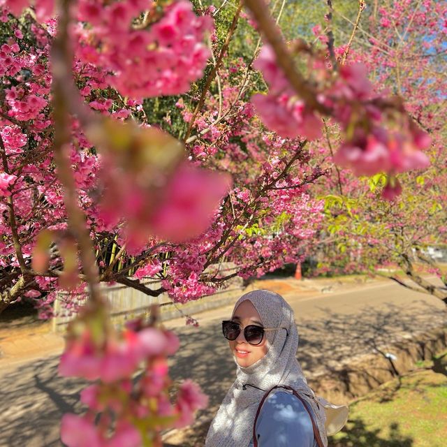 ซากุระบานที่อ่างขาง