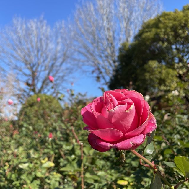 🇯🇵福岡市立動植物園 親親動物貼近自然🐆