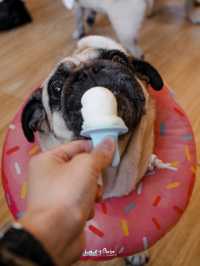 คาเฟ่น้องหมาปั๊กย่านจุฬา 🌱 The wrinkles Pug House