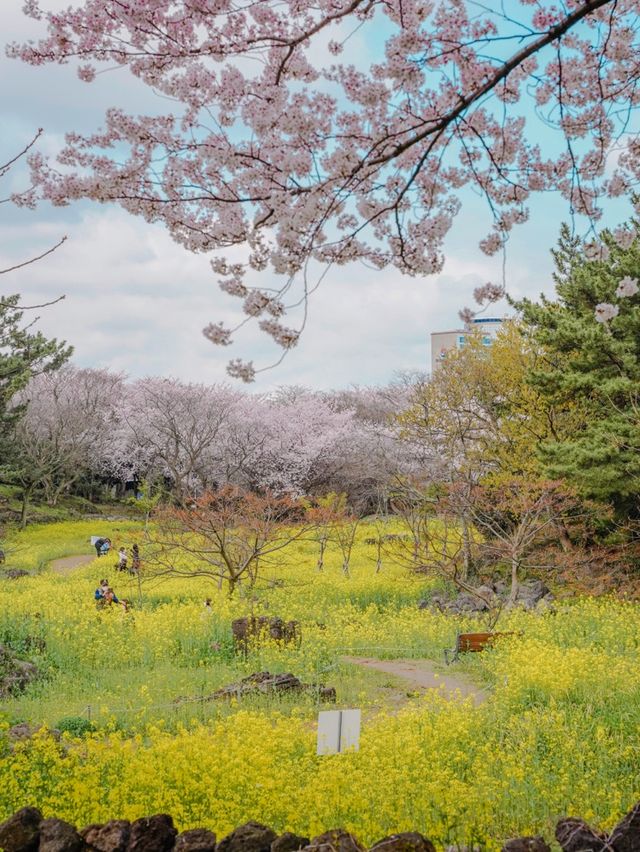 🌸벚꽃 피크닉 가능한 곳🌸