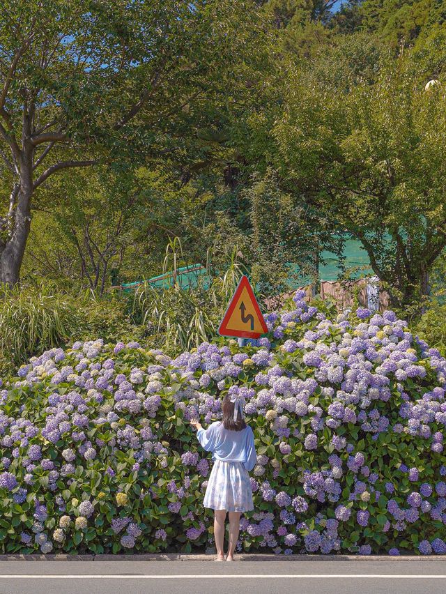 거제도 수국 스팟 모음집 이거만 보고 가도됩니다✨ 거제도 수국 스팟 모음집 이거만 보고 가도됩니다✨