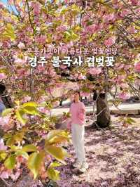 경주 불국사 겹벚꽃🌸엔딩은 이제 시작🩷
