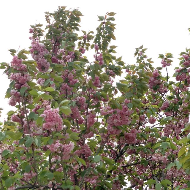보라매공원 에어파크 벚꽃 말고 겹벚꽃 구경🌸