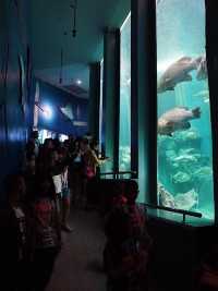 ตื่นตาโลกใต้น้ำ Rayong Aquarium🐠🐡