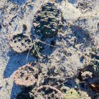 Icy Oasis: Winter's Hold on Sandy Hook's Pond