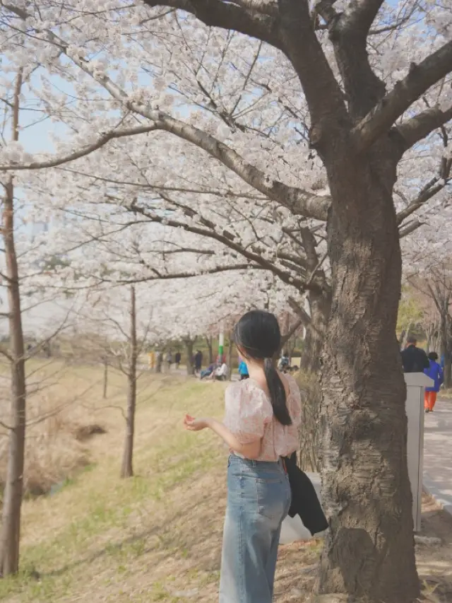 벚꽃 명소 🌸 서울에 석촌호수가 있다면 수원에는 만석공원!  