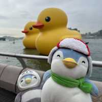 Penguins meet Rubber Ducks