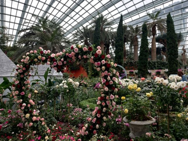 Roses Romance