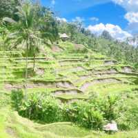 Wonderful rice terraces in Bali
