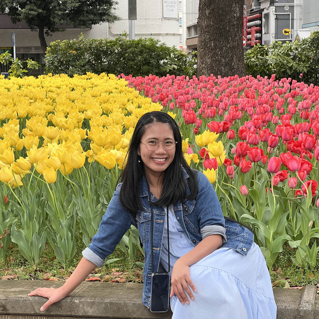 The best Tulip Season in Yokohama Park!