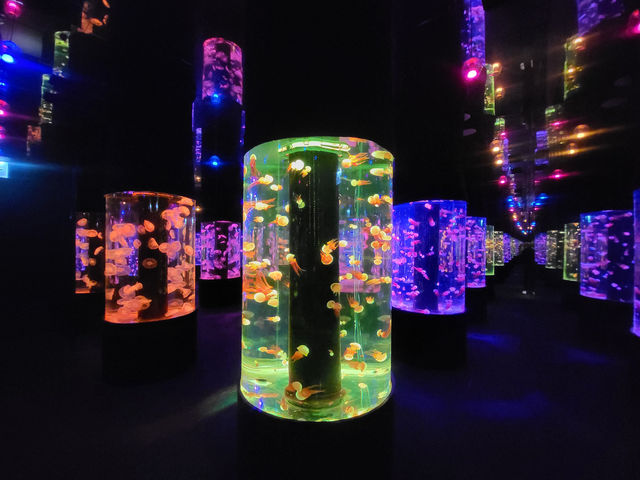 與水母共進夢幻晚餐