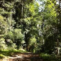 Khao Sok National park 自然生態遊記
