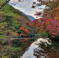 秋夕楓葉紅飄逸🍁四色匯聚內藏山
絕美景色白羊寺