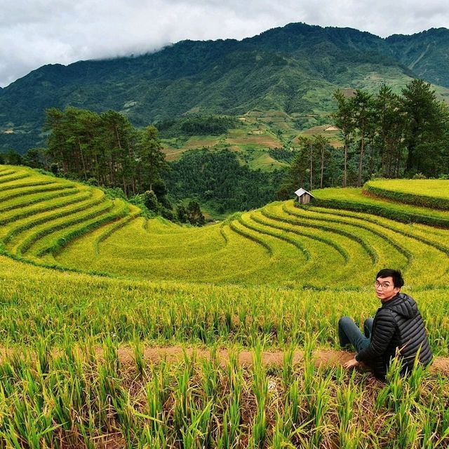 Vành Móng Ngựa Terraced Rice Fields