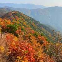 The View of Daegu Arboretum in Falling Season