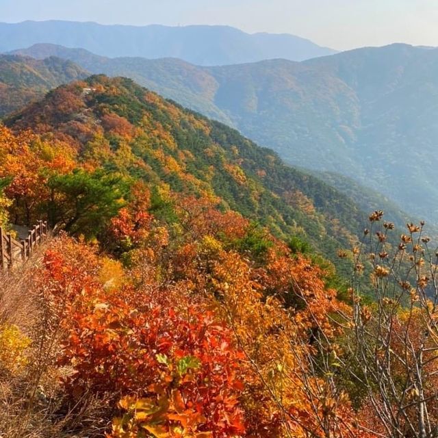 The View of Daegu Arboretum in Falling Season