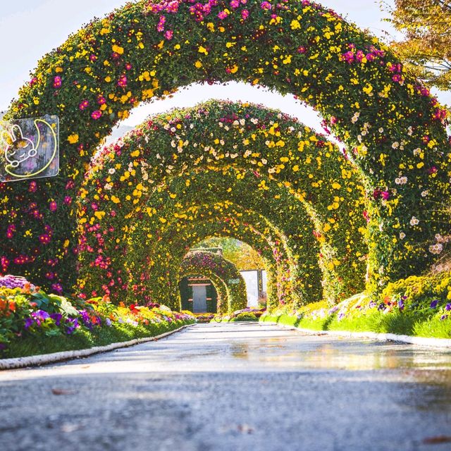 오색빛깔 만개한 월출산 국화축제 근황 🌼