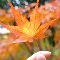 秋の穴場スポット〜吊り橋の紅葉〜