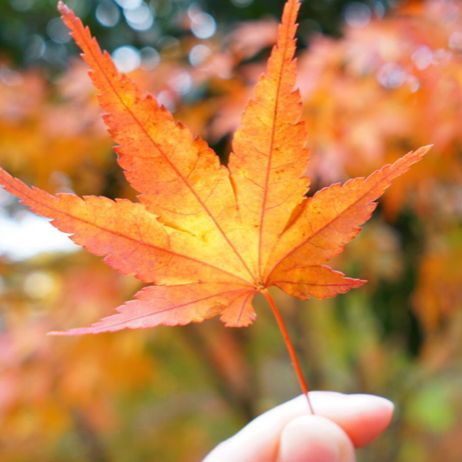 秋の穴場スポット〜吊り橋の紅葉〜