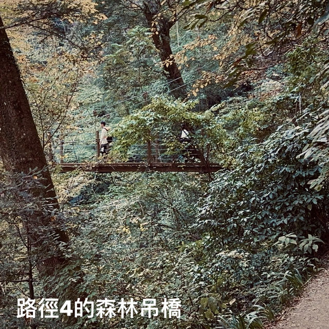 東京紅葉實況