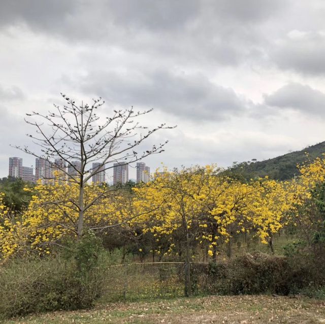東莞松山湖踏青去