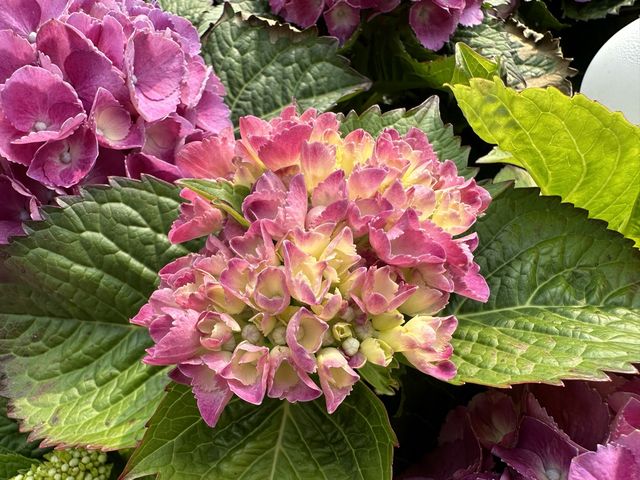 香港賞花 | 維園花展 | 主題花繡球花篇