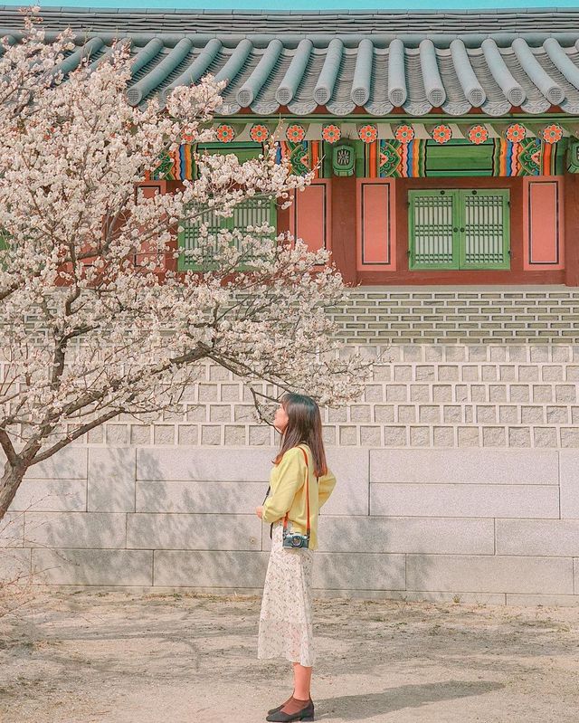 창덕궁 매화 스팟 지도로 공유해요!