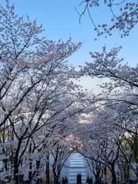 대구 벚꽃 명소:: 침산공원🌸