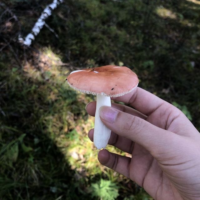Mushroom picking is allowed here! 