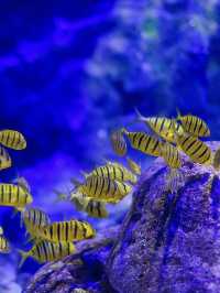 ตื่นตาโลกใต้น้ำ Rayong Aquarium🐠🐡