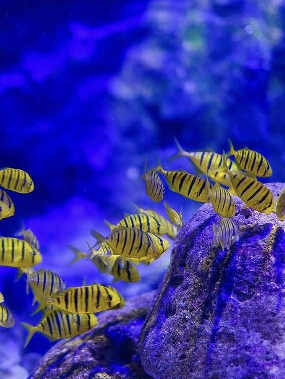 ตื่นตาโลกใต้น้ำ Rayong Aquarium🐠🐡
