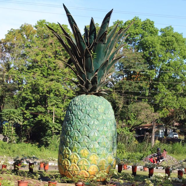 Camp Philips - Pineapple Plantation 