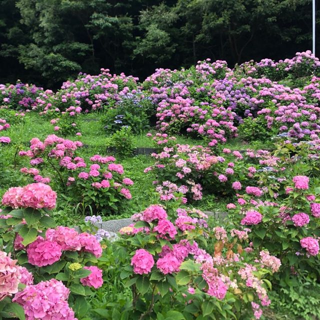 愛知県蒲郡市“あじさいの里”