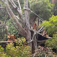 深圳野生動物園🐈‍⬛🐈‍⬛