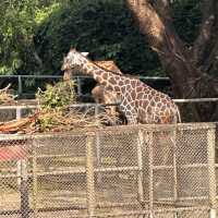 深圳野生動物園🐈‍⬛🐈‍⬛